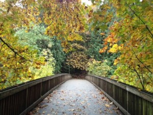 tree george rogers park bridge