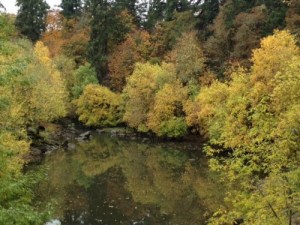 tree george rogers park