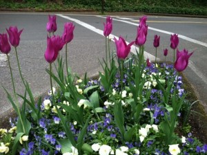 While the City is known for its hanging baskets that line city streets from spring through summer with color, planted meridians along city streets also infuse the town with colors that change with the seasons. Here is a typical spring display. 