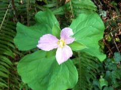 This Western Trillium is on its way out, turning from white at its first bloom to this shade and deeper of purple. Trilliums arrive in late March and stick around into May. Much lore surrounds this flower including the warning that if you pick it, rain will follow. In the Pacific Northwest, chances are in the spring, the rain is going to come whether you pick the flower or not. 