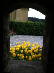 Tulips can be found all around Lake Oswego from yards and parks to meridian plantings buts if you really want a show, head down to the Wooden Shoe Tulip Fest in Woodburn between March 28-May 4.