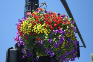 flower basket 1